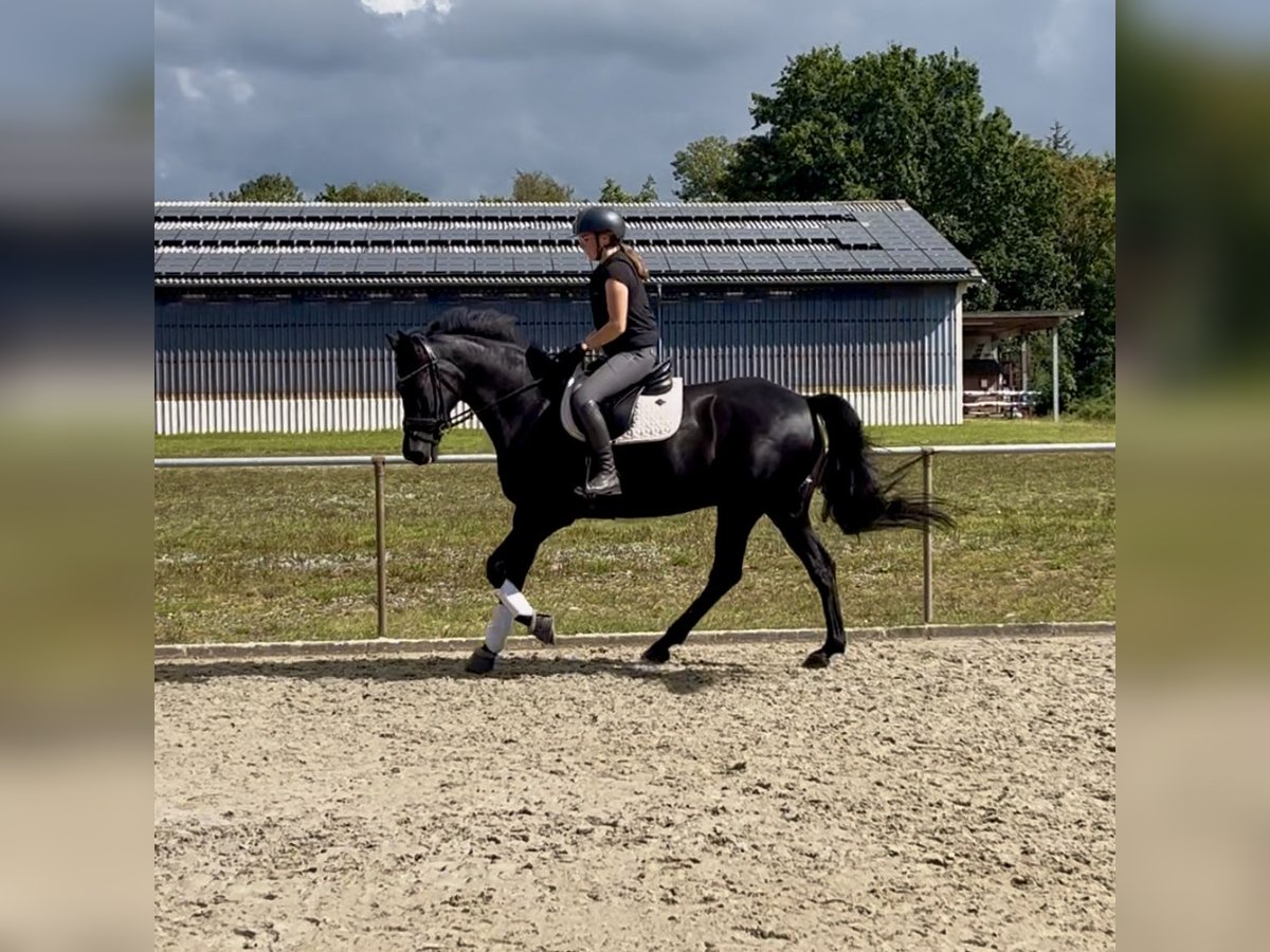 Holsteiner Stute 16 Jahre 168 cm in Meyn