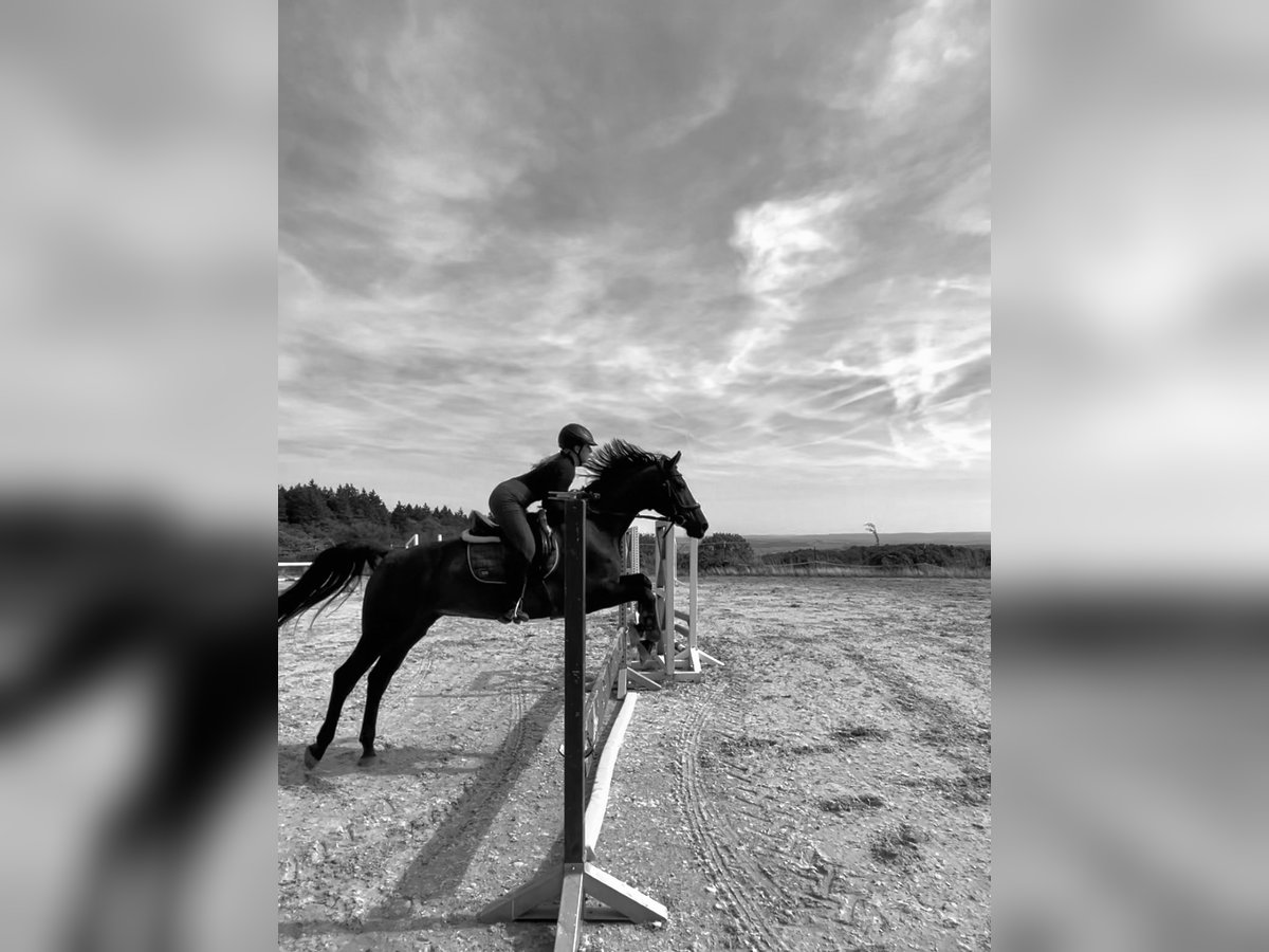 Holsteiner Stute 16 Jahre 170 cm in Forst