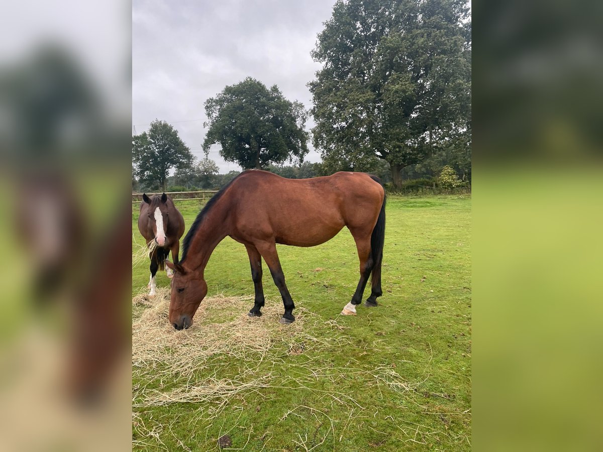 Holsteiner Stute 16 Jahre 174 cm Brauner in Klein Offenseth-Sparrieshoop