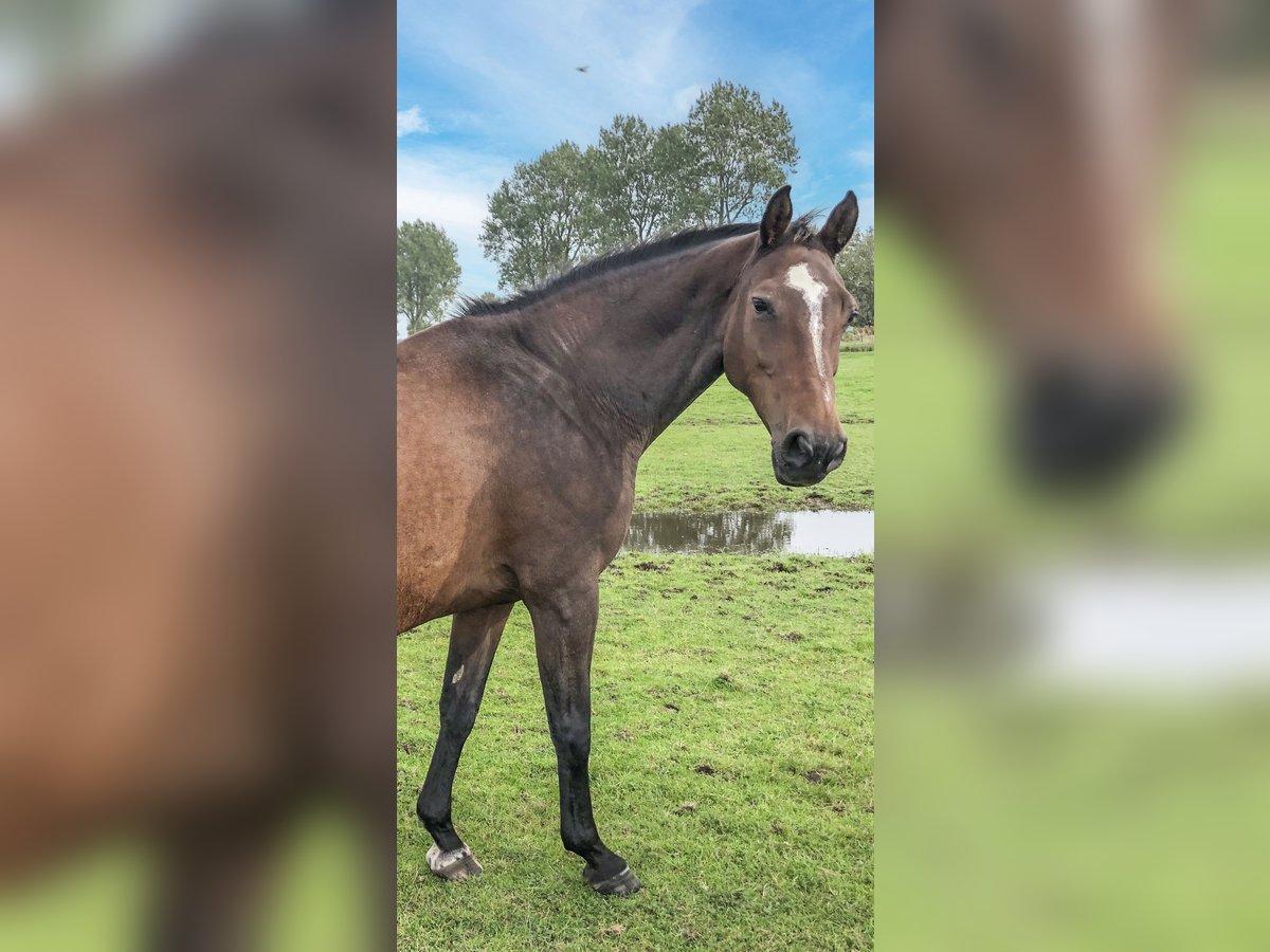 Holsteiner Stute 18 Jahre 165 cm Brauner in W&#xF6;hrden