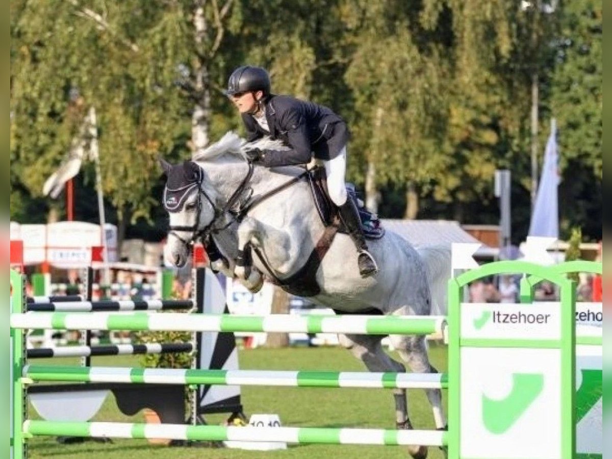 Holsteiner Stute 18 Jahre 167 cm Schimmel in Elmshorn Holsteiner Stute 18 Jahre 167 cm Schimmel in Elmshorn