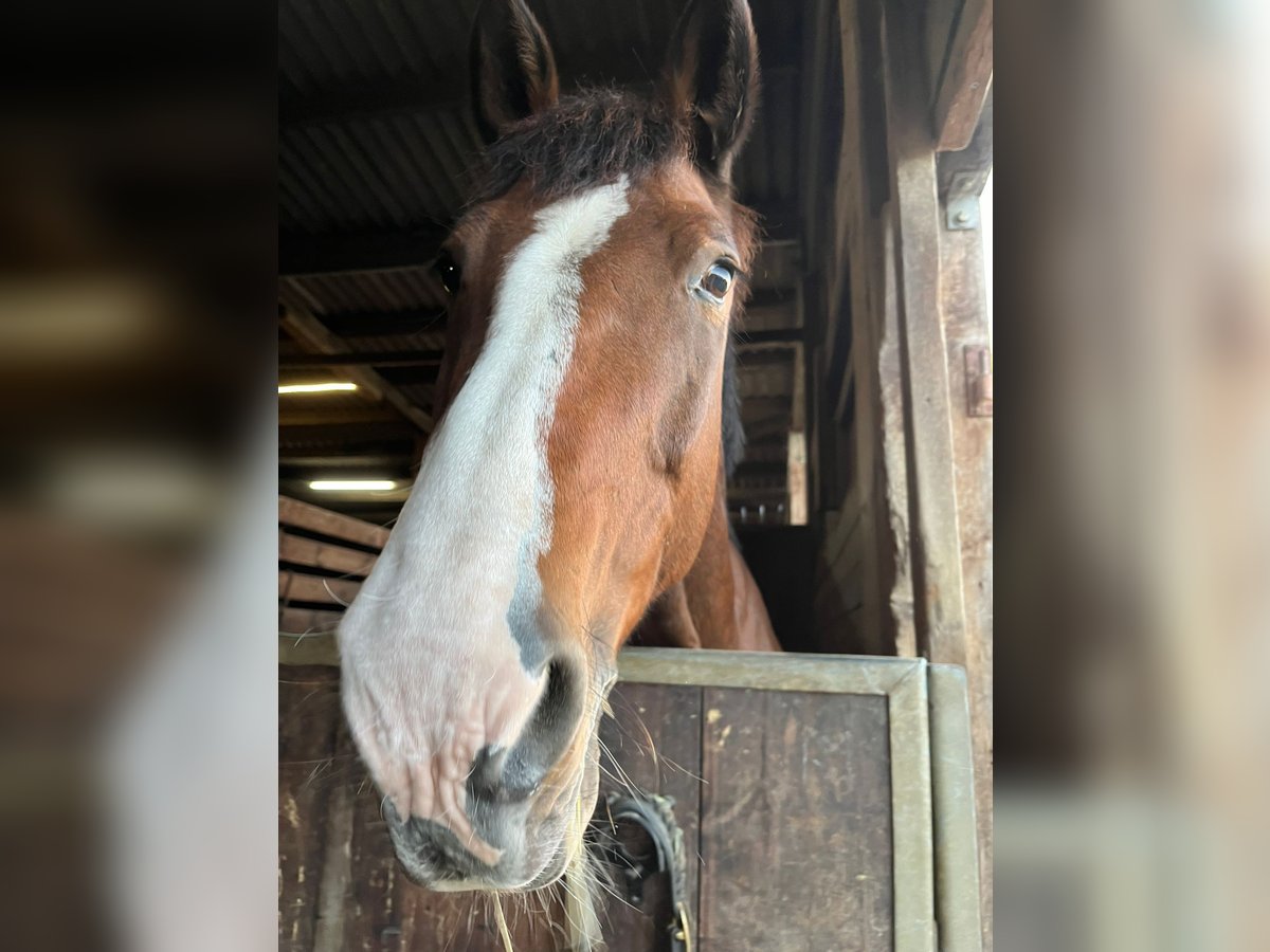 Holsteiner Stute 18 Jahre 172 cm Brauner in Allensbach
