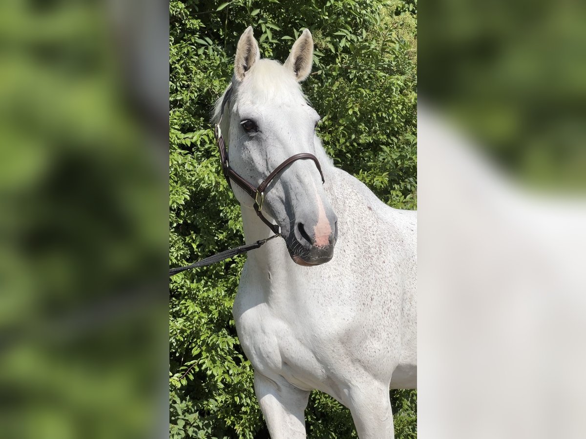Holsteiner Stute 18 Jahre 172 cm Schimmel in Herne