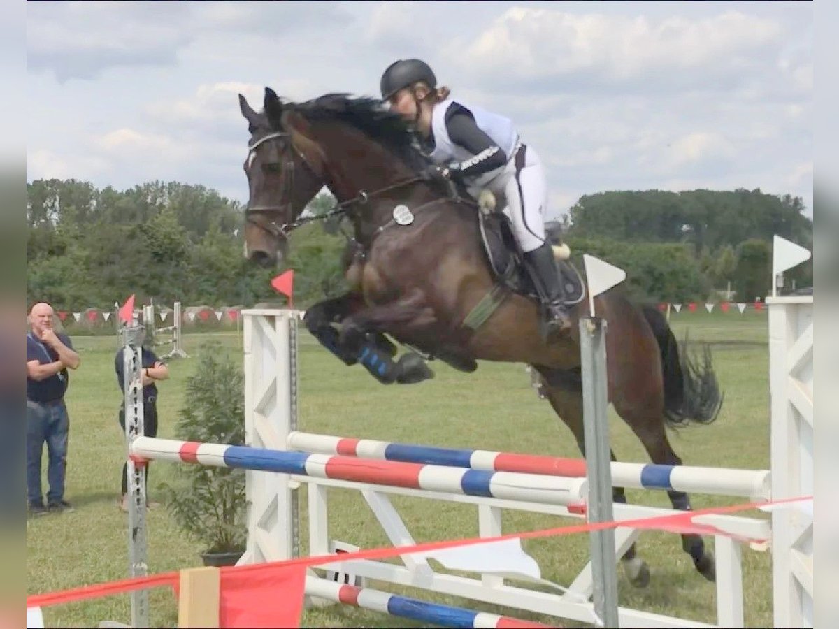Holsteiner Stute 19 Jahre 163 cm Brauner in Wanna