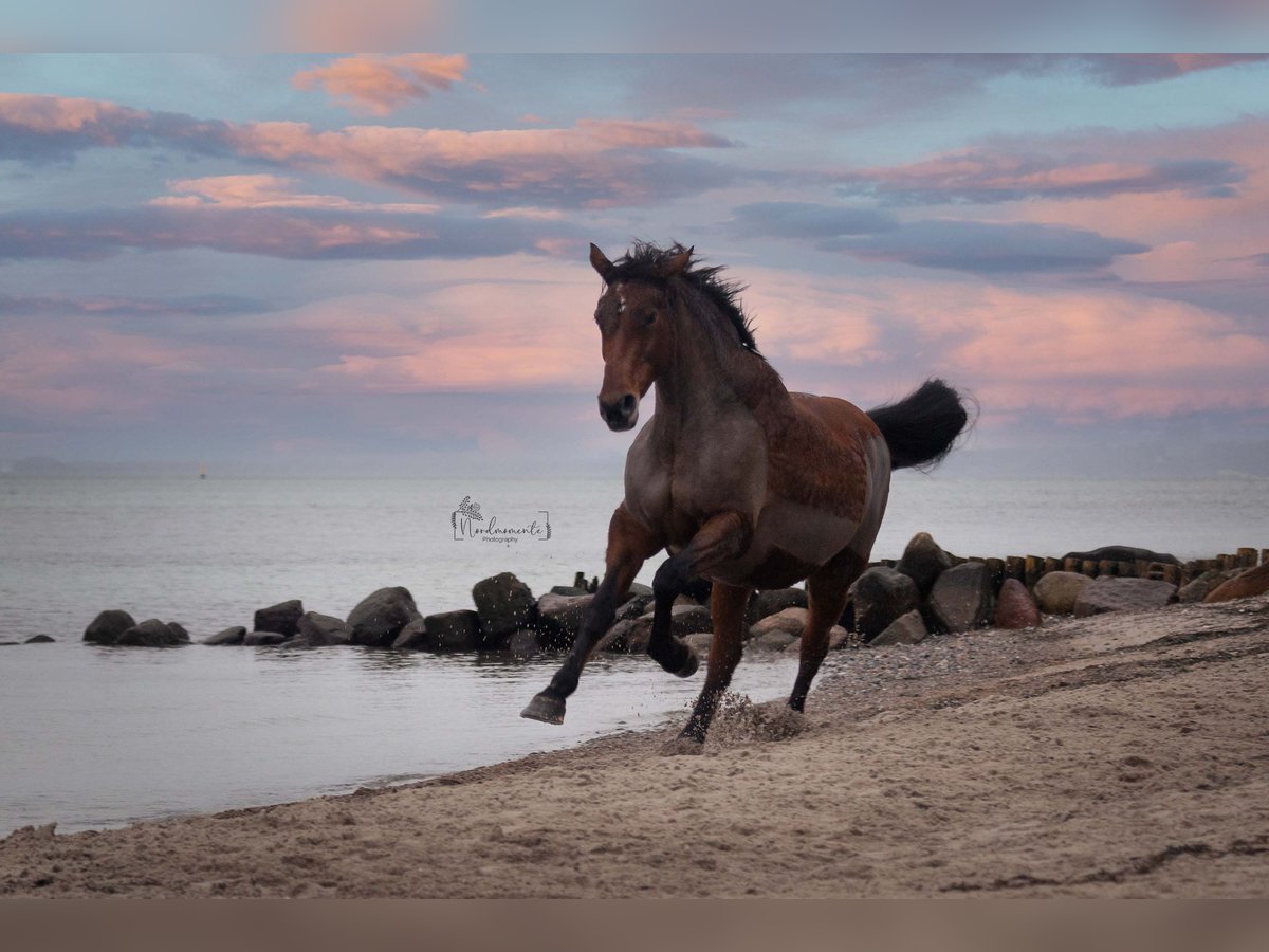 Holsteiner Stute 19 Jahre 170 cm Brauner in Nahe