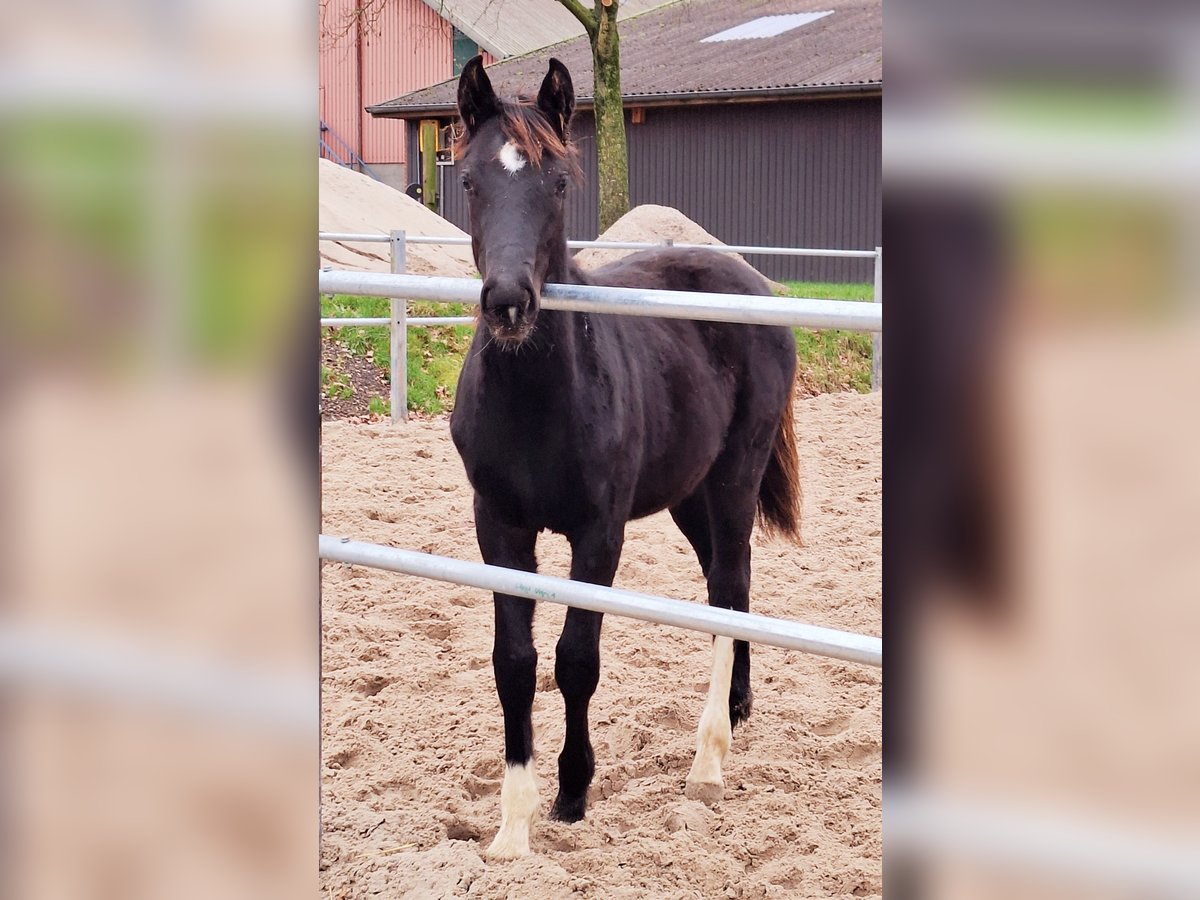 Holsteiner Stute 1 Jahr 168 cm Dunkelfuchs in Reinfeld (Holstein)