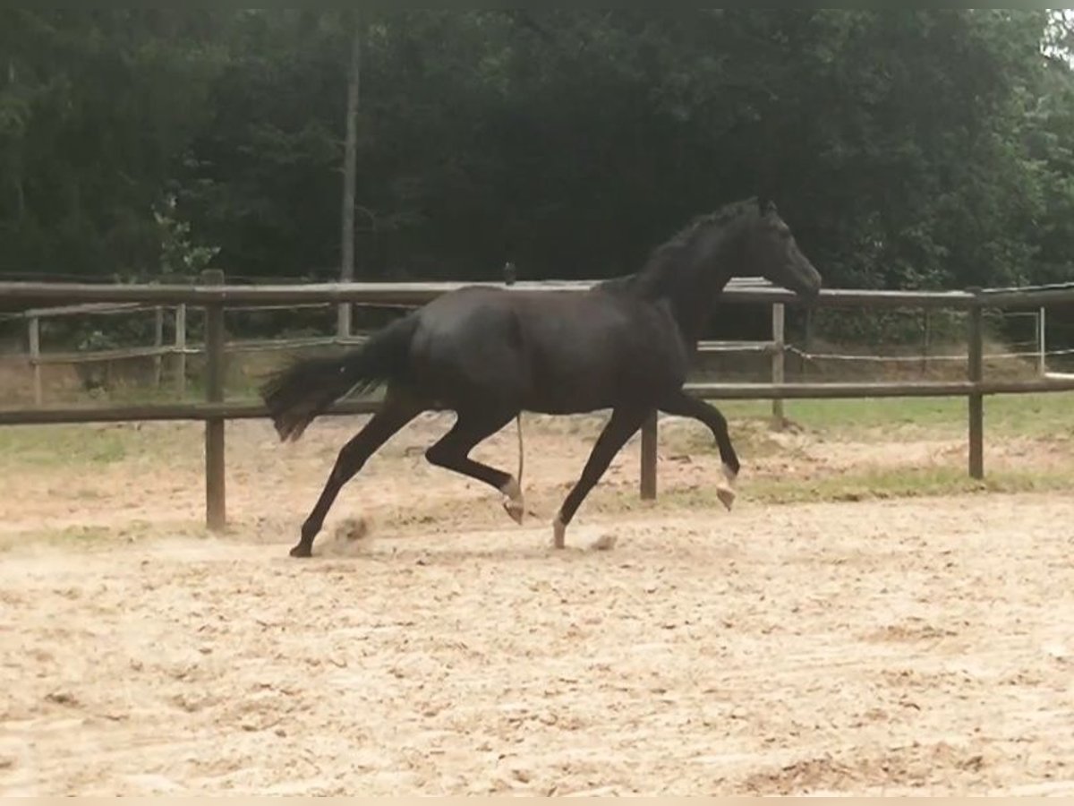 Holsteiner Stute 1 Jahr 171 cm Rappe in Norderstedt