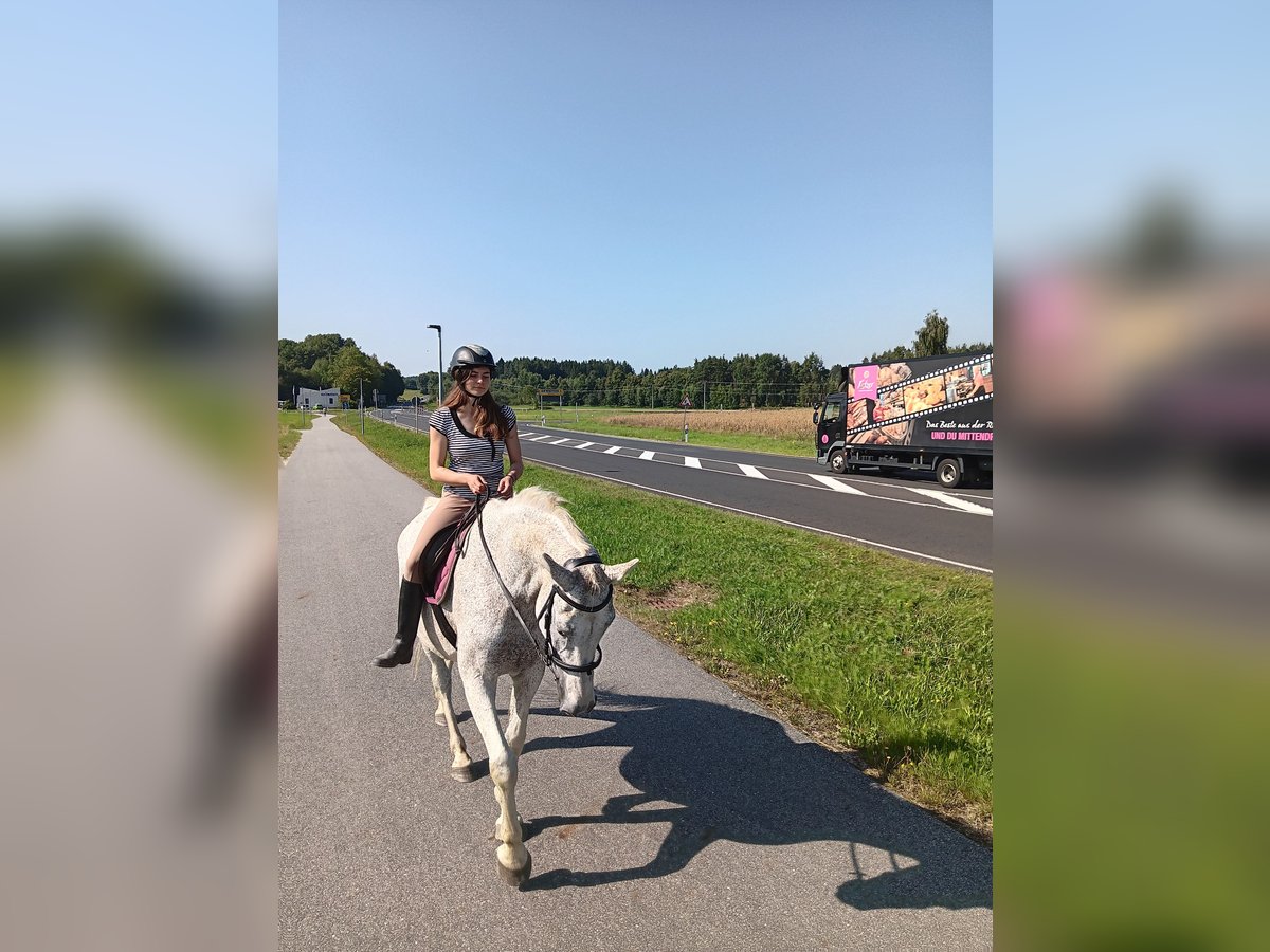 Holsteiner Stute 21 Jahre 170 cm Schimmel in Bärnau Holsteiner Stute 21 Jahre 170 cm Schimmel in Bärnau
