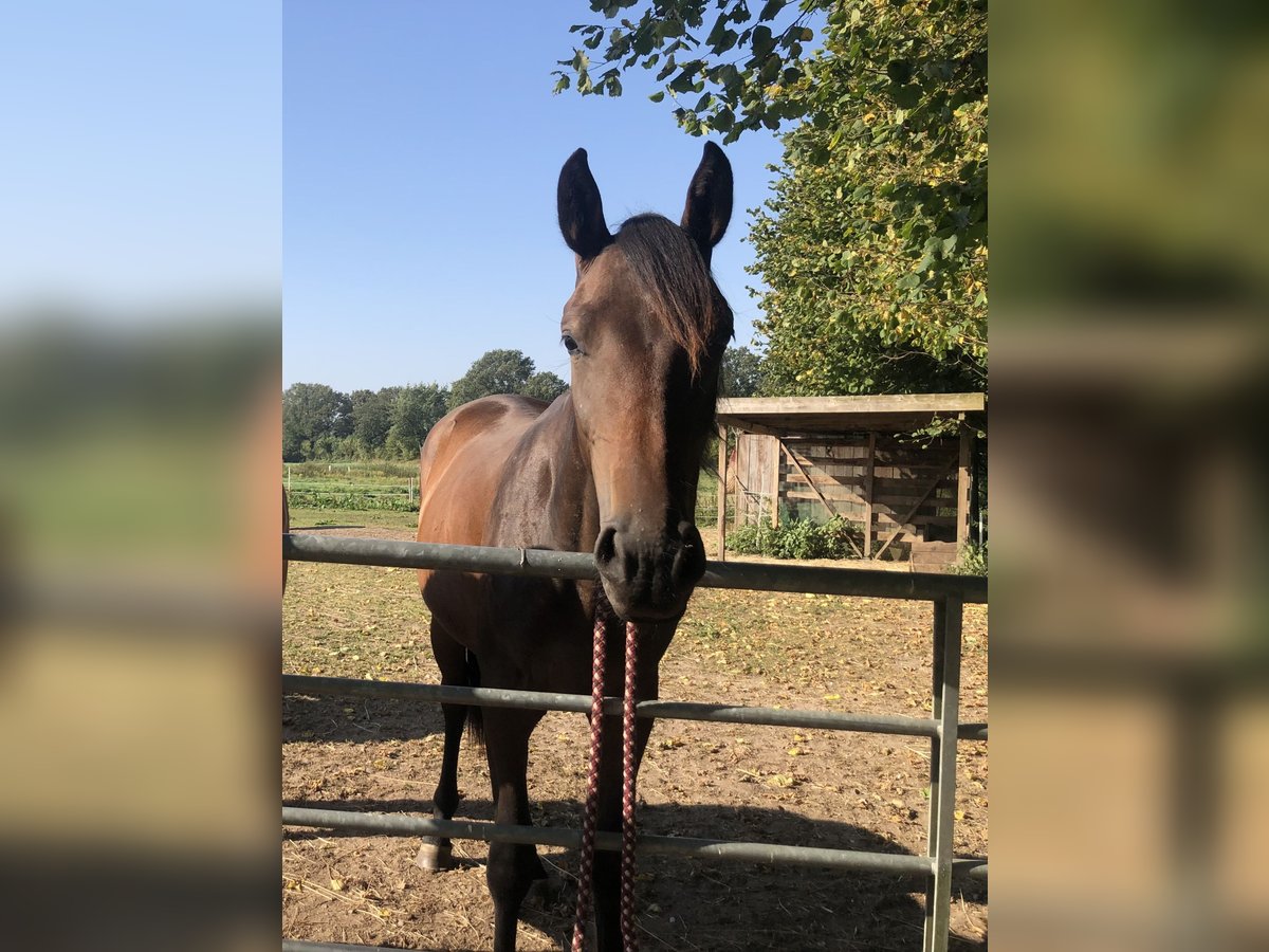 Holsteiner Stute 2 Jahre 160 cm Dunkelbrauner in Todesfelde