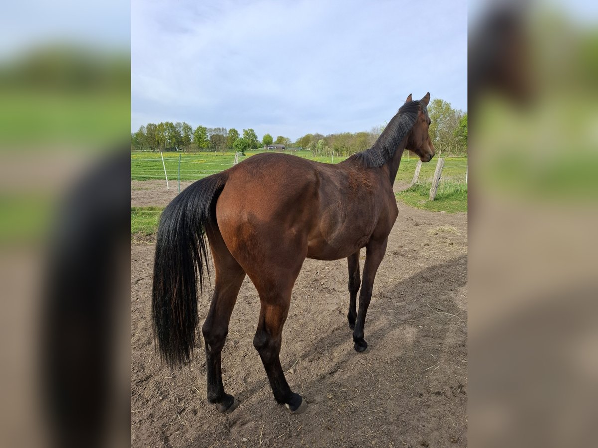 Holsteiner Stute 2 Jahre 163 cm Brauner in Rendsburg