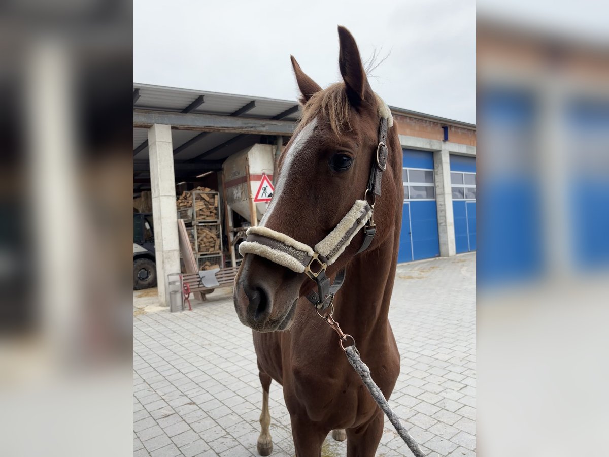 Holsteiner Stute 2 Jahre 166 cm Fuchs in Schwandorf