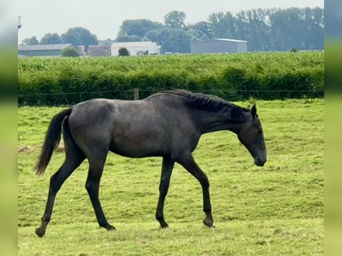 Holsteiner Stute 2 Jahre 167 cm Blauschimmel in Neufeld