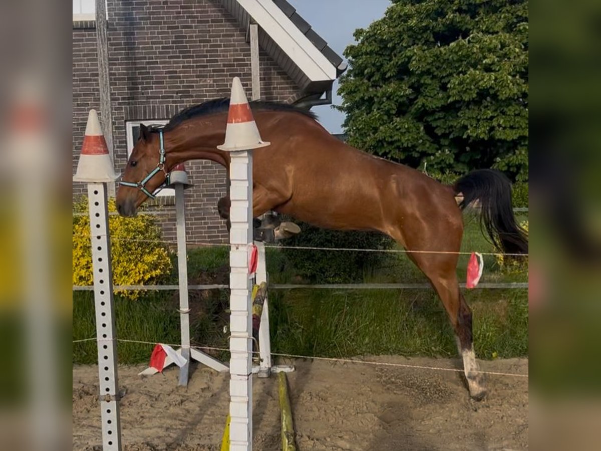 Holsteiner Stute 2 Jahre 167 cm in BreklumBreklum