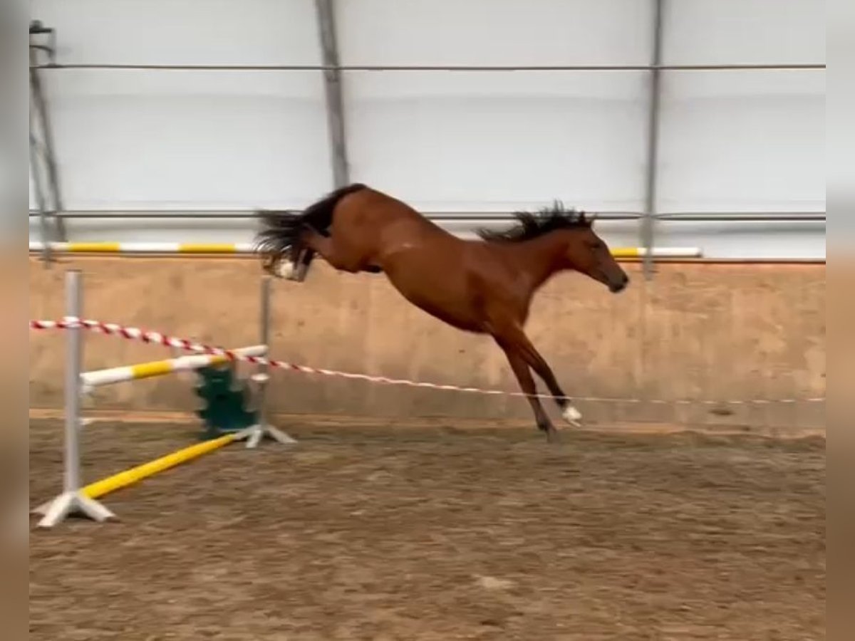 Holsteiner Stute 3 Jahre 155 cm Brauner in Poggensee