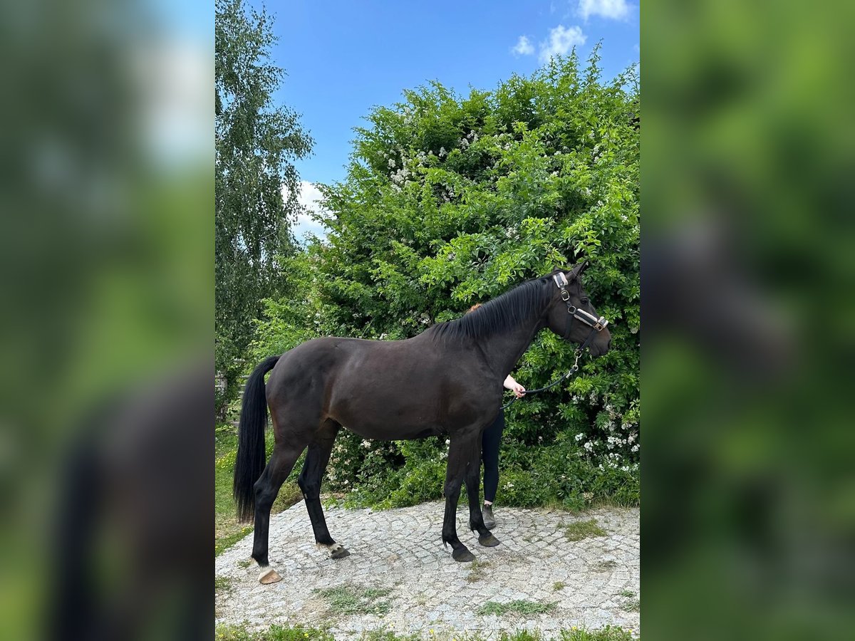 Holsteiner Stute 3 Jahre 157 cm Dunkelbrauner in Lichtenau 2