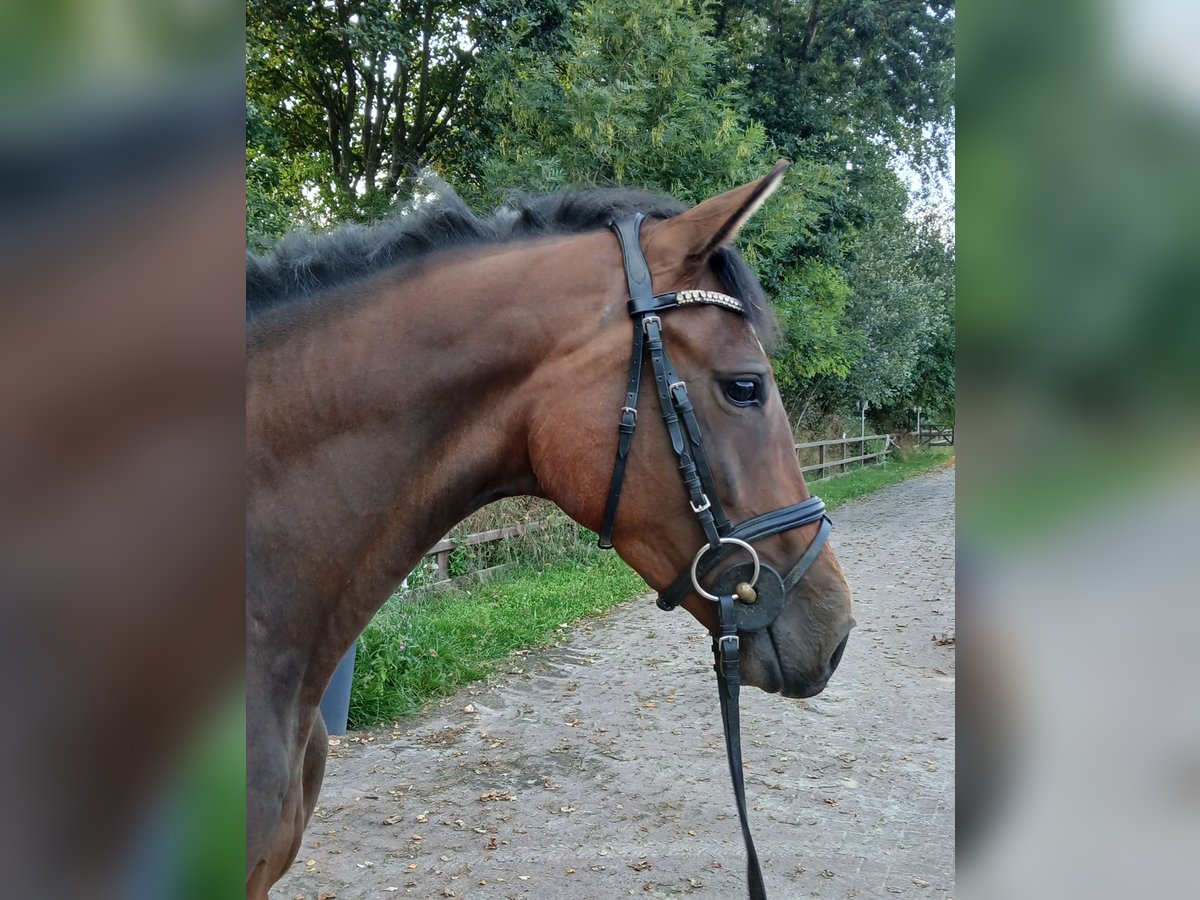 Holsteiner Stute 3 Jahre 161 cm Brauner in Vi&#xF6;l