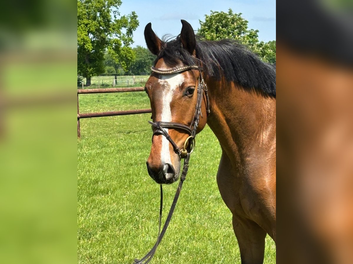 Holsteiner Stute 3 Jahre 162 cm Brauner in Bokel