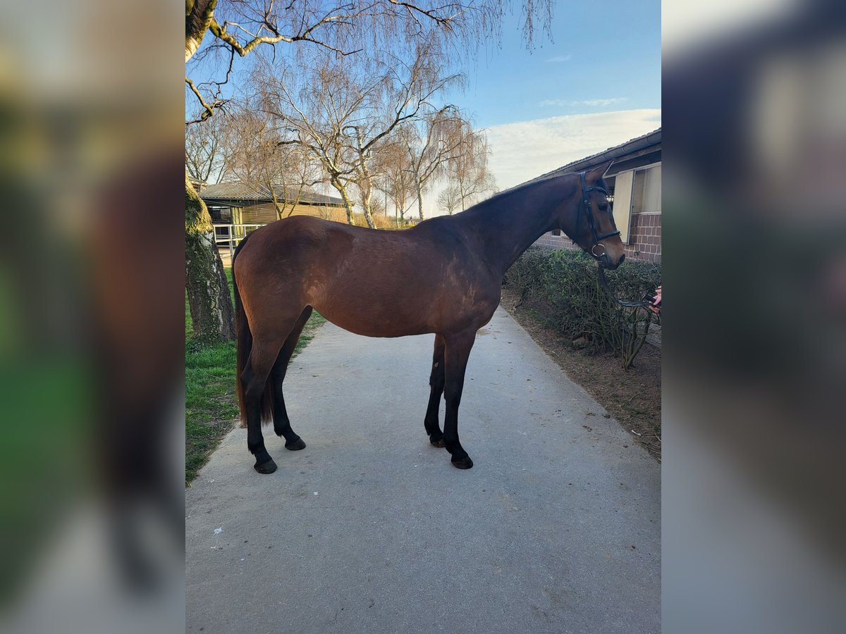 Holsteiner Stute 3 Jahre 162 cm Brauner in Viersen