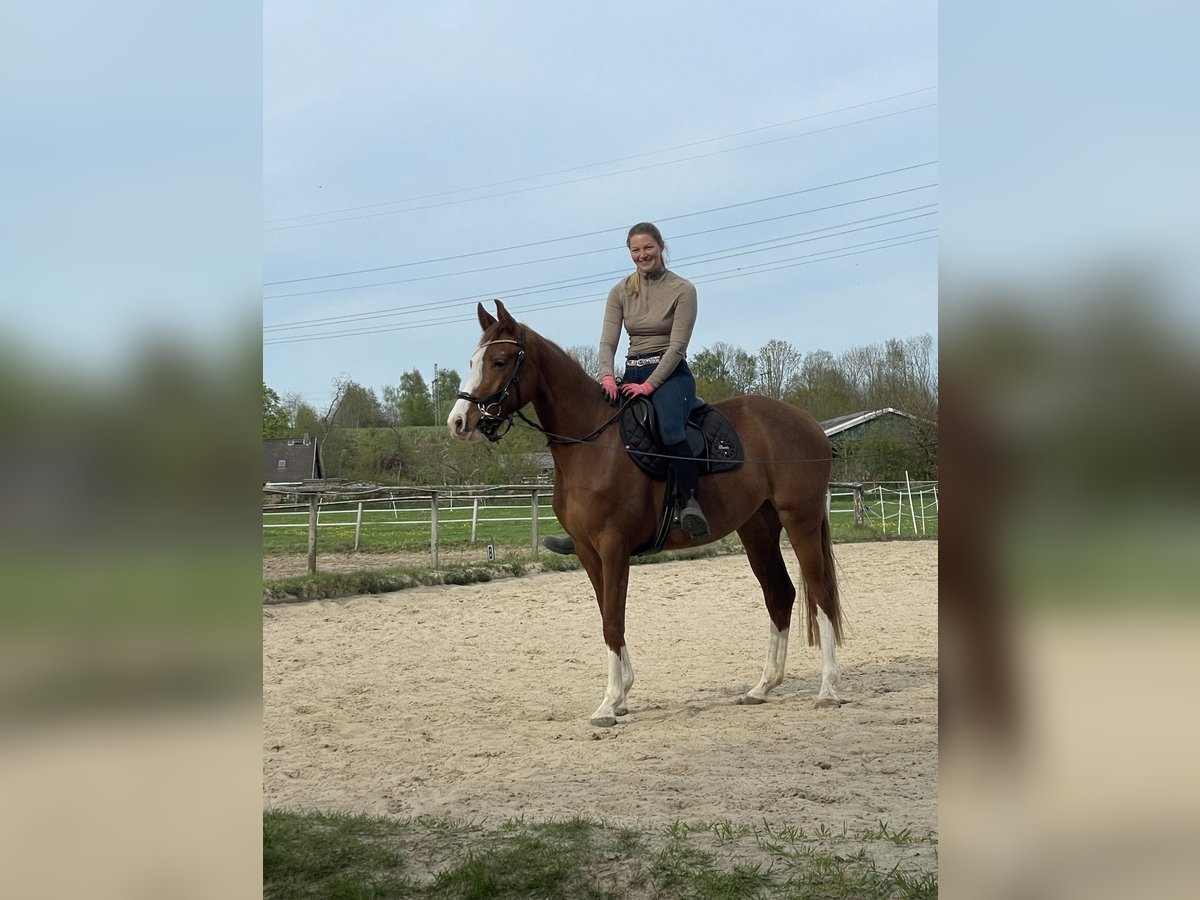 Holsteiner Stute 3 Jahre 162 cm Fuchs in Osterr&#xF6;nfeld