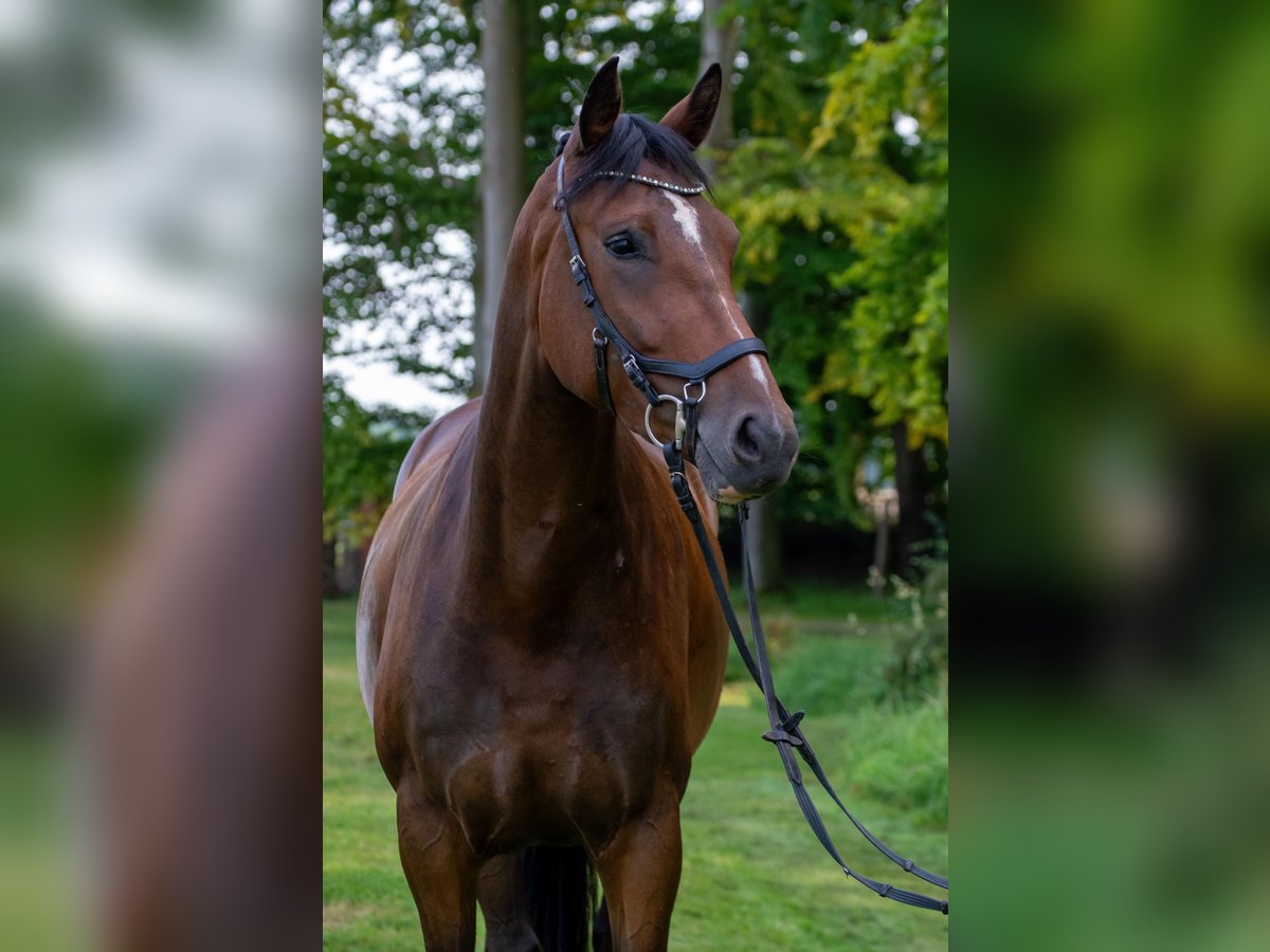 Holsteiner Stute 3 Jahre 164 cm Dunkelbrauner in Barkelsby