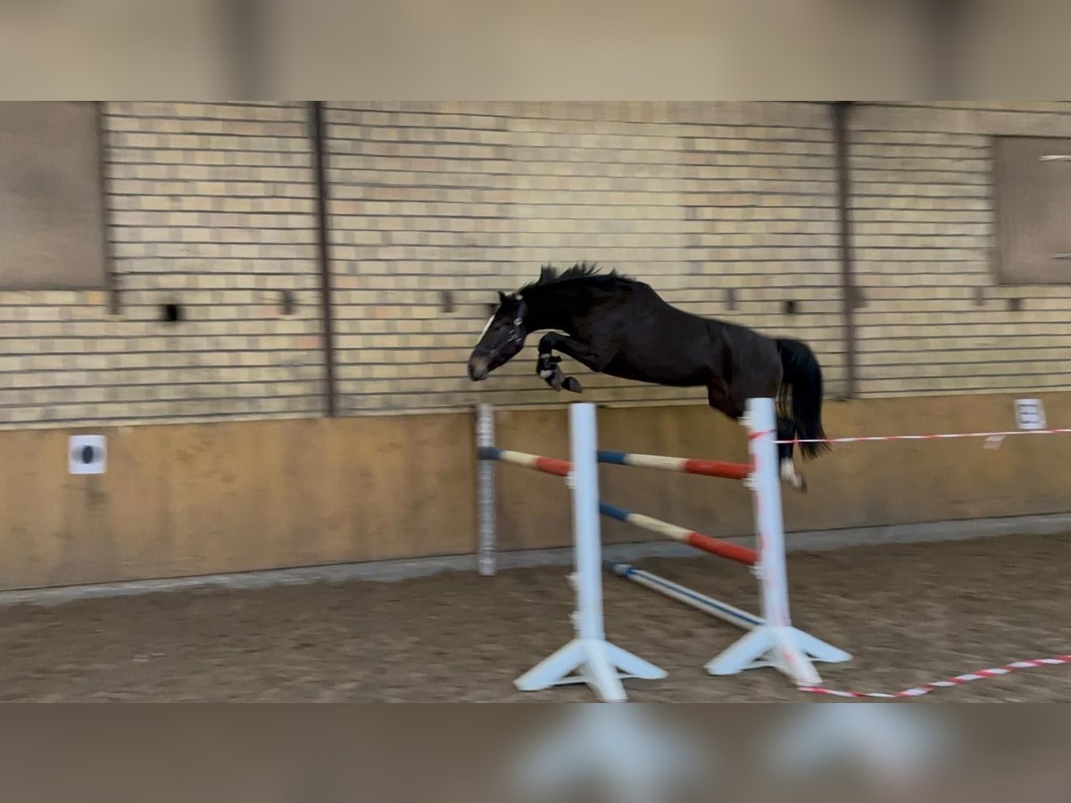 Holsteiner Stute 3 Jahre 165 cm Dunkelbrauner in Behrendorf