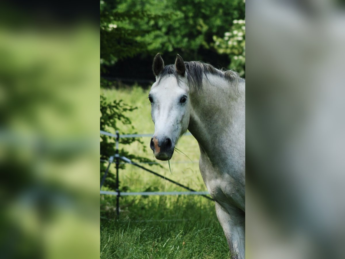 Holsteiner Stute 3 Jahre 165 cm Schimmel in Neustadt in Holstein