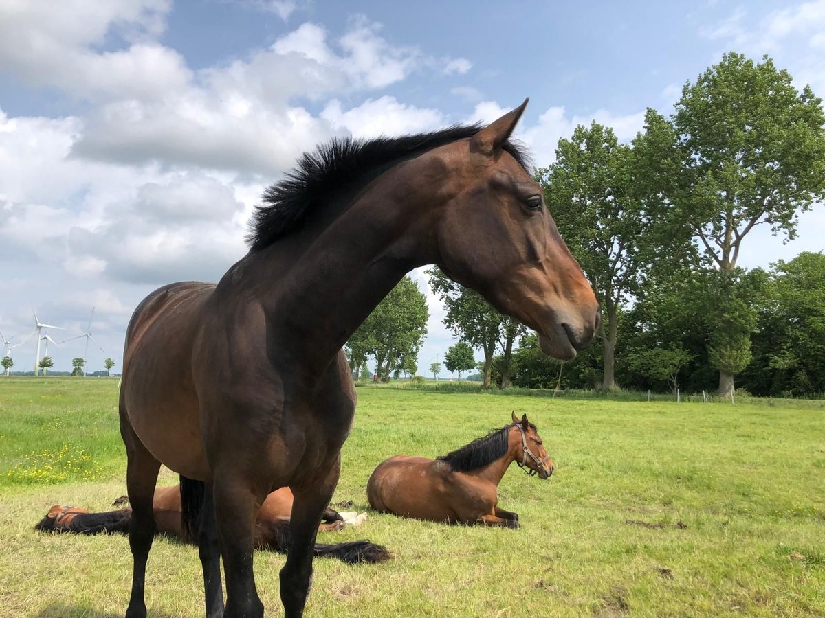Holsteiner Stute 3 Jahre 165 cm Schwarzbrauner in W&#xF6;hrden