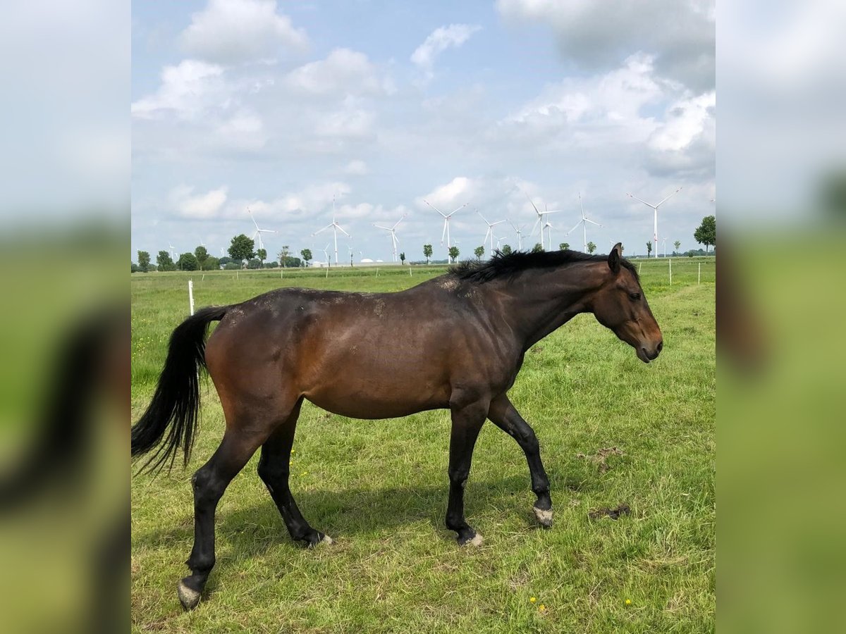 Holsteiner Stute 3 Jahre 165 cm Schwarzbrauner in Wöhrden Holsteiner Stute 3 Jahre 165 cm Schwarzbrauner in Wöhrden