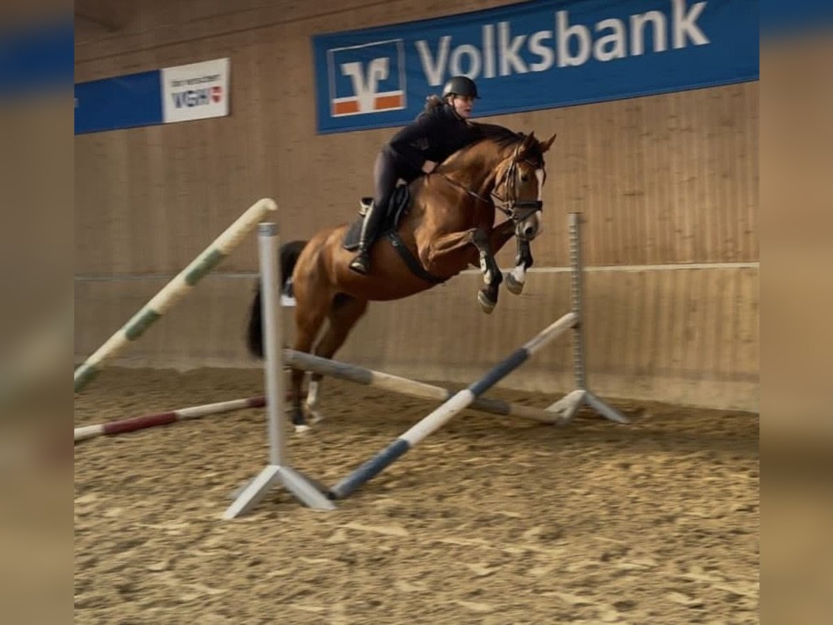 Holsteiner Stute 3 Jahre 168 cm Brauner in Anderlingen