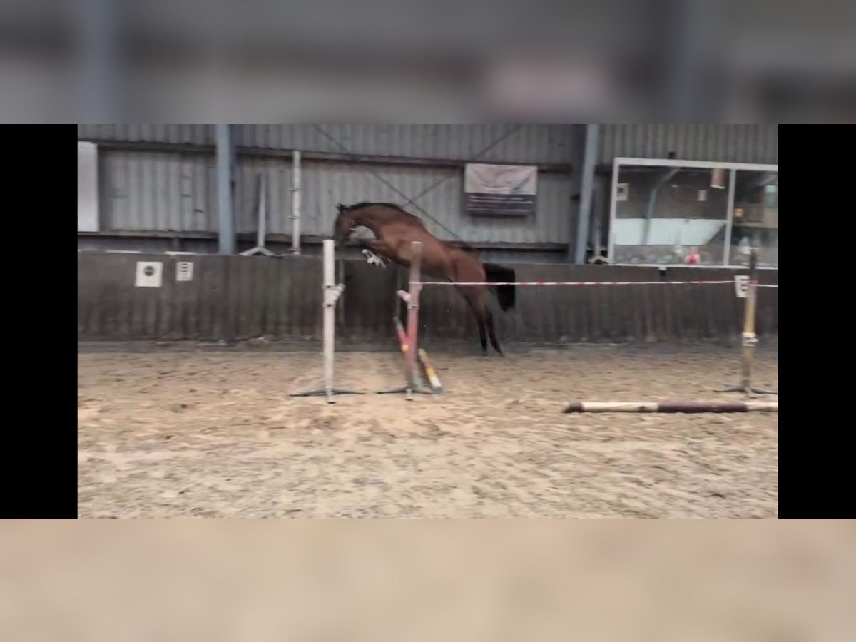Holsteiner Stute 3 Jahre 168 cm Brauner in Hamweddel