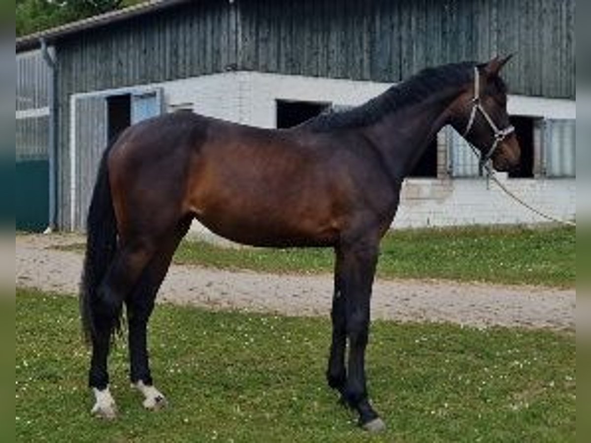 Holsteiner, Stute in Wonfurt