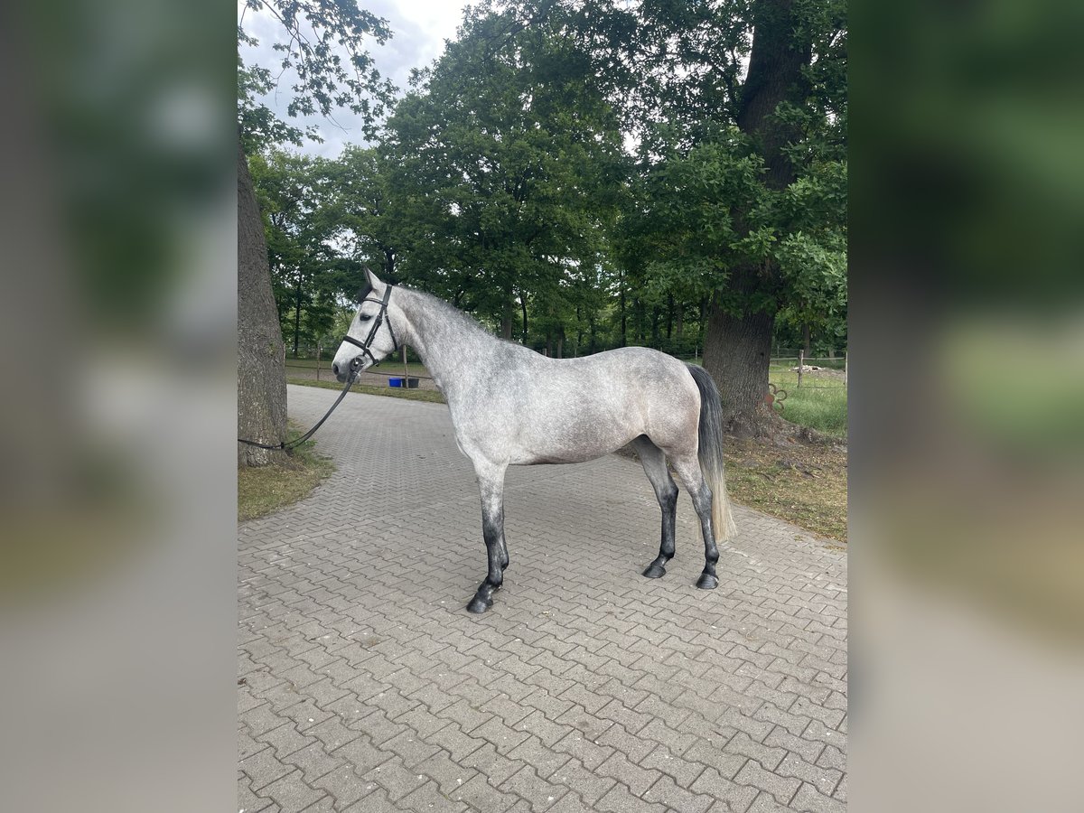 Holsteiner Stute 4 Jahre 156 cm Schimmel in Vechta