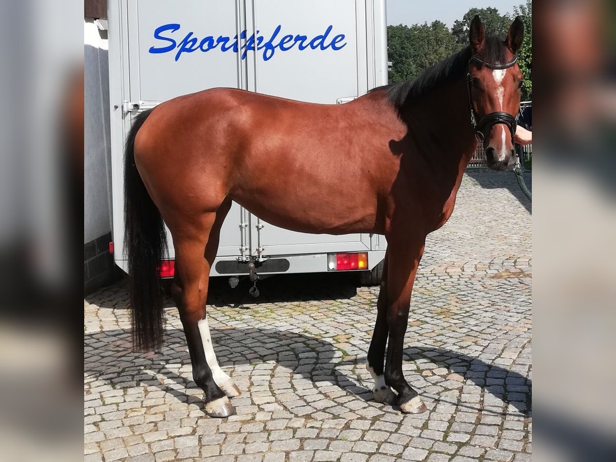Holsteiner Stute 4 Jahre 160 cm Brauner in Hartenstein