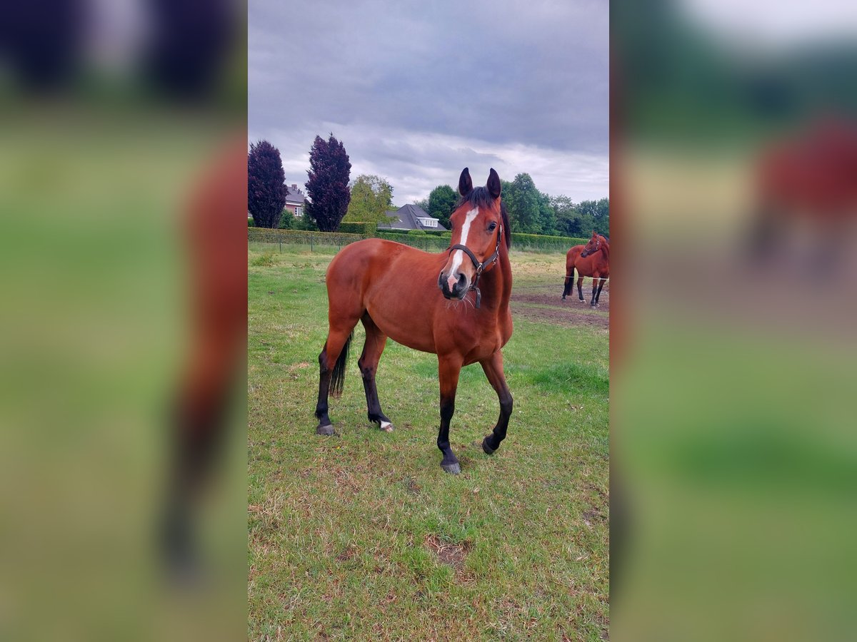 Holsteiner Stute 4 Jahre 164 cm Brauner in Venray