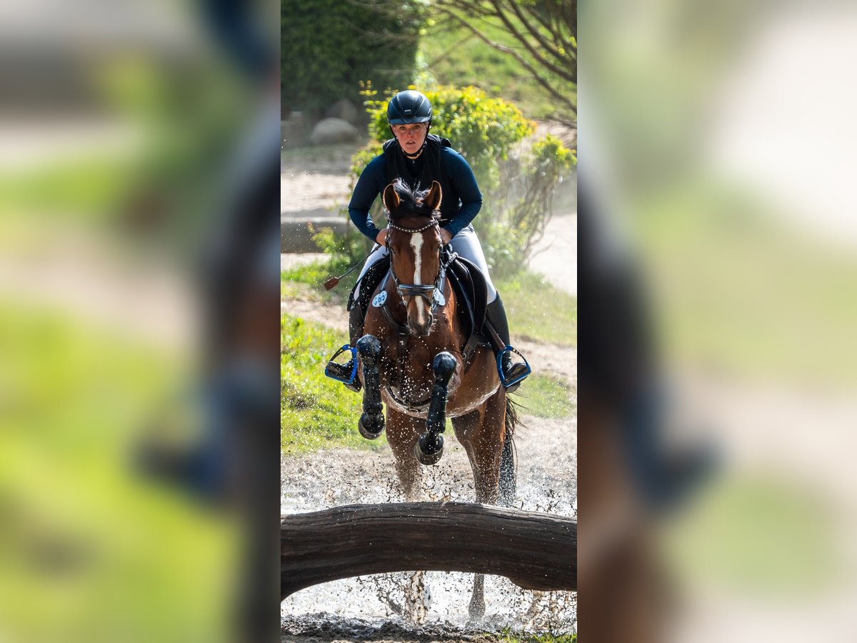 Holsteiner Stute 4 Jahre 164 cm Brauner in Sieversh&#xFC;tten