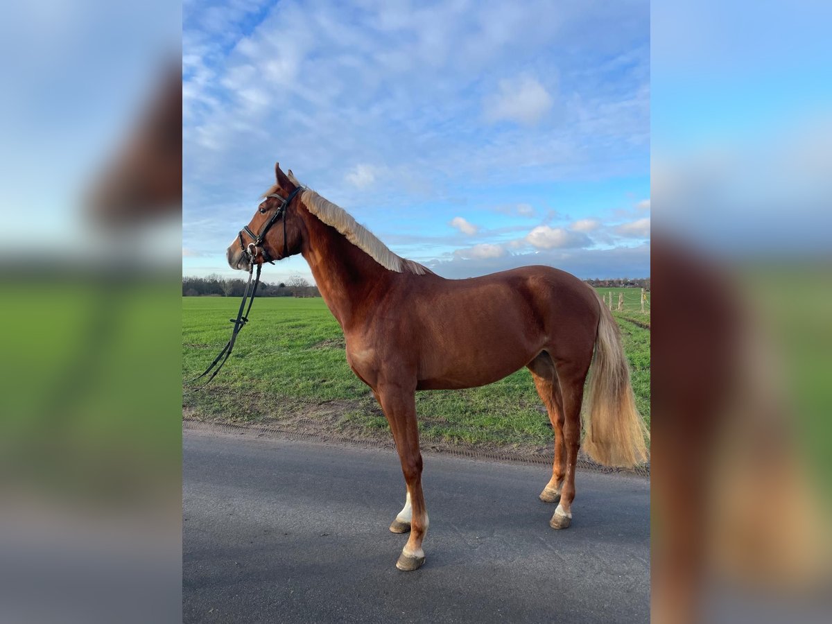 Holsteiner Stute 4 Jahre 165 cm Fuchs in Osdorf