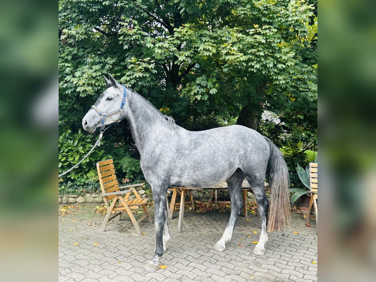 Holsteiner Stute 4 Jahre 166 cm Schimmel in Warendorf
