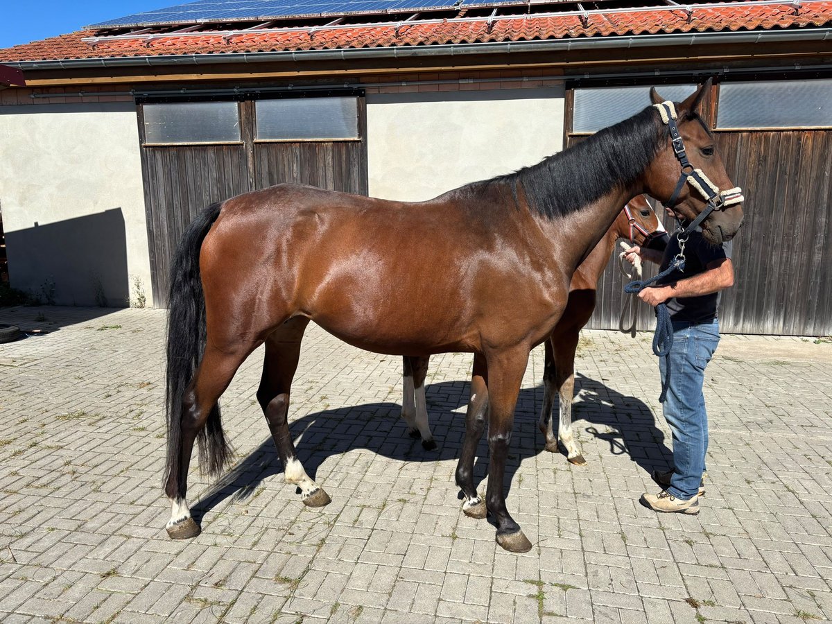 Holsteiner, Stute in Grabfeld