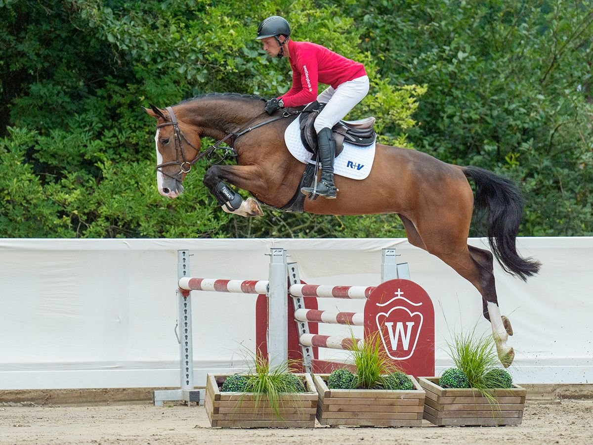 Holsteiner Stute 4 Jahre 168 cm Brauner in Münster