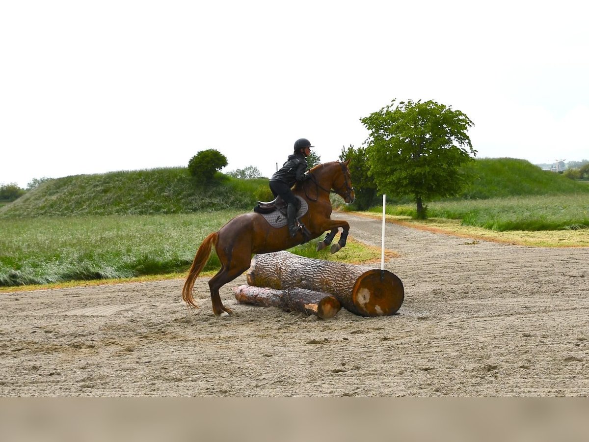 Holsteiner Mix Stute 4 Jahre 168 cm Fuchs in Wimmis