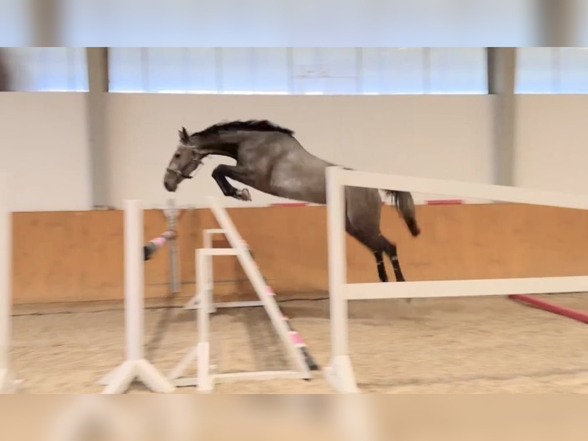 Holsteiner Stute 4 Jahre 168 cm Schimmel in G&#x141;UBCZYN - ROGOWNICA
