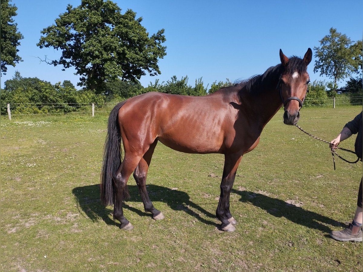 Holsteiner Stute 4 Jahre 170 cm Brauner in Ostenfeld