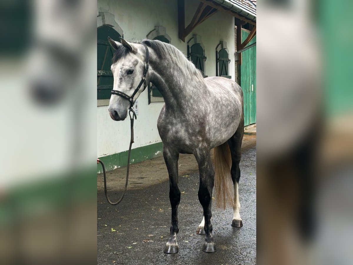 Holsteiner Stute 4 Jahre 171 cm Schimmel in Murska Soboda