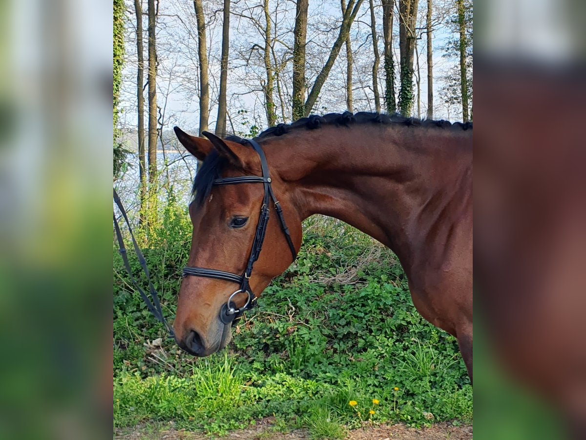 Holsteiner Stute 4 Jahre 172 cm Brauner in Westensee