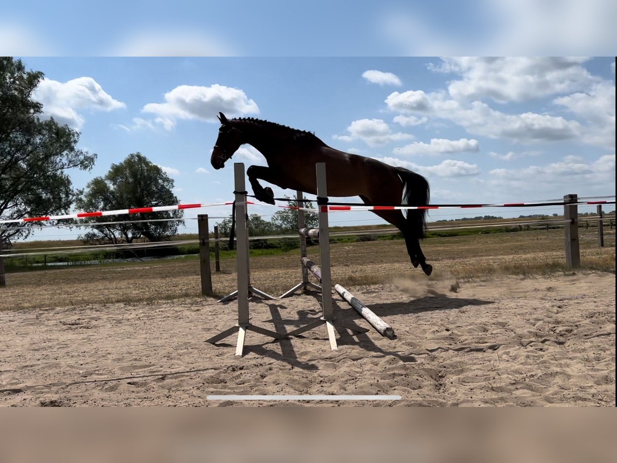 Holsteiner Stute 4 Jahre 175 cm Dunkelbrauner in D&#xF6;mitz