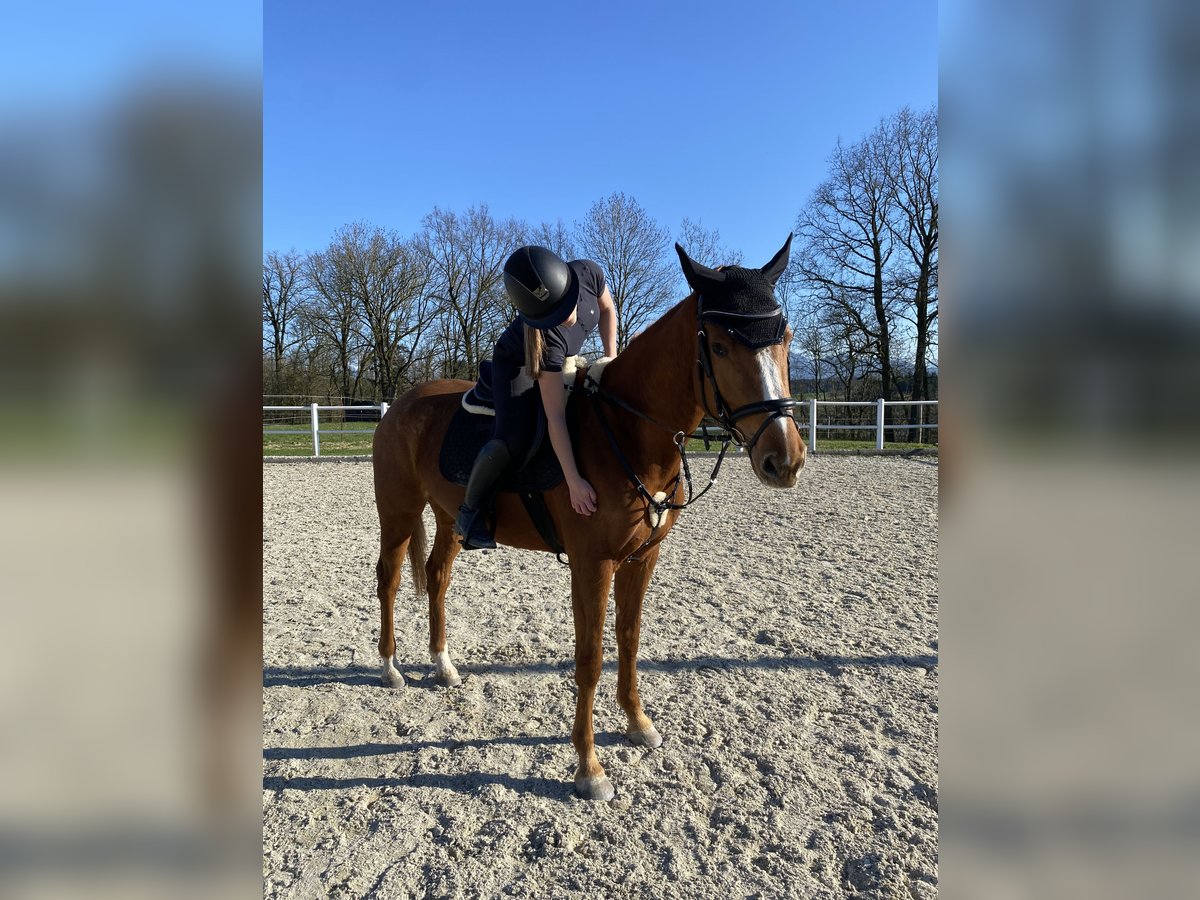 Holsteiner Stute 5 Jahre 160 cm Fuchs in Pennewang