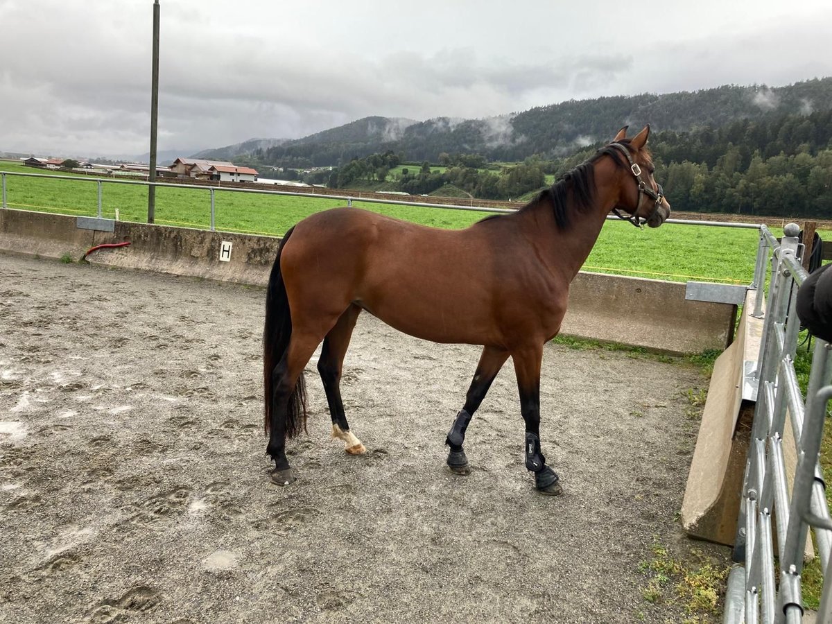 Holsteiner Stute 5 Jahre 164 cm Brauner in Dormagen