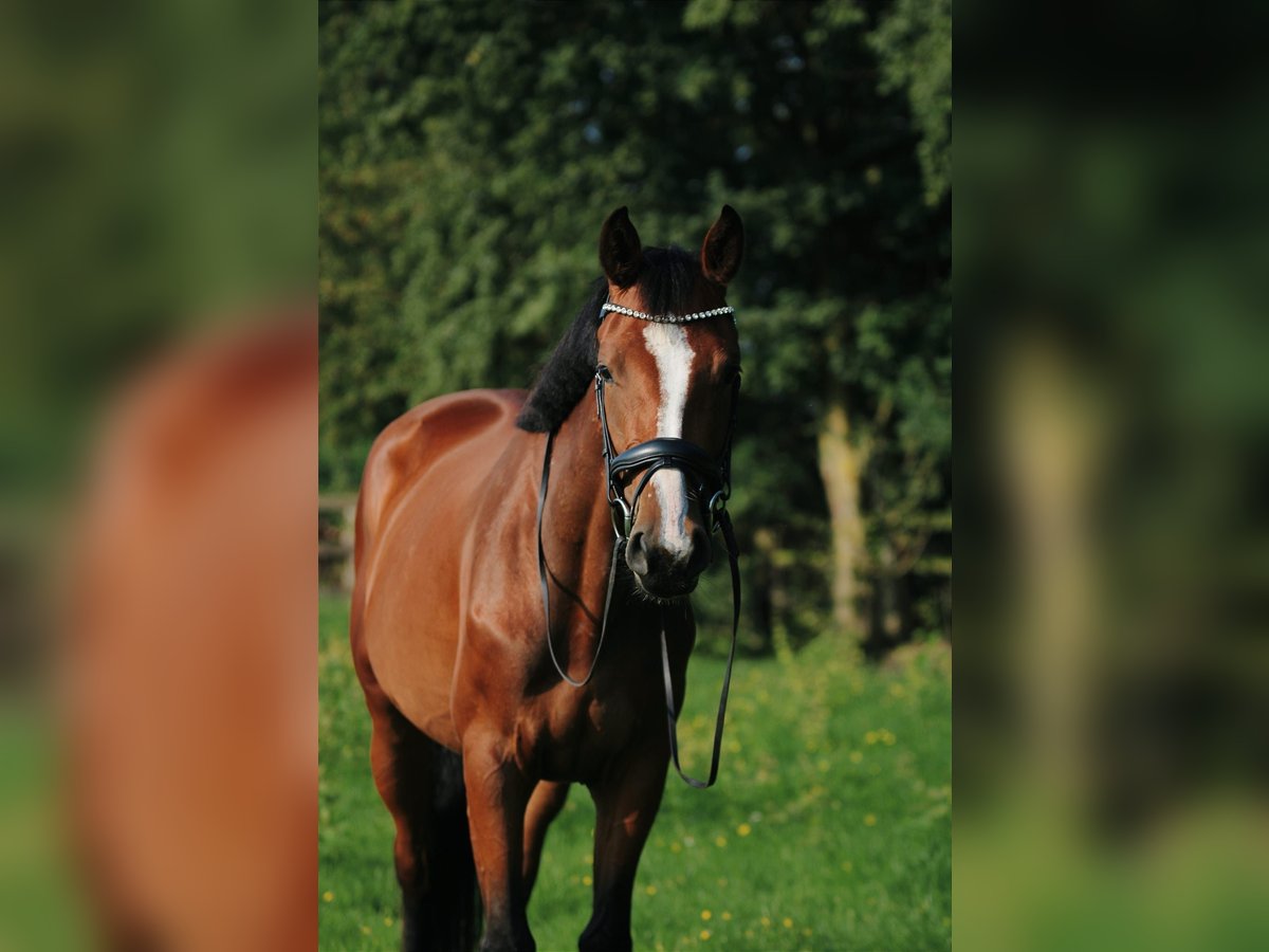 Holsteiner Stute 5 Jahre 165 cm Brauner in Dummerstorf