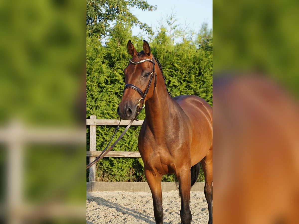 Holsteiner Stute 5 Jahre 165 cm Brauner in Lohne (Oldenburg)