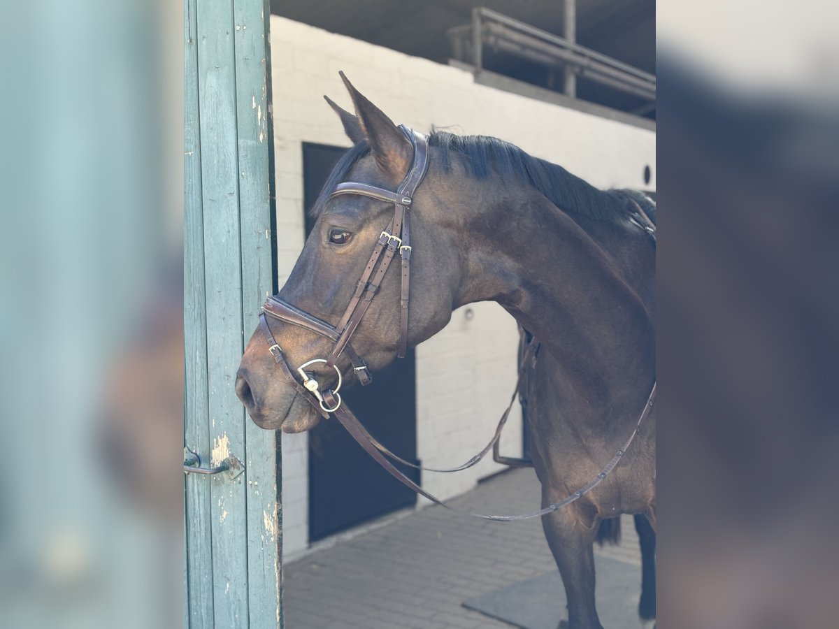 Holsteiner Stute 5 Jahre 165 cm Schwarzbrauner in Hamburg Osdorf